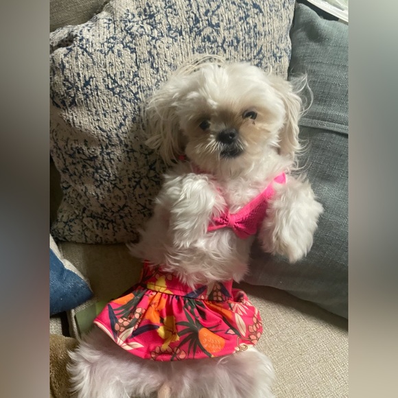 Fitwarm Bikini for a spoiled dog - Picture 3 of 6